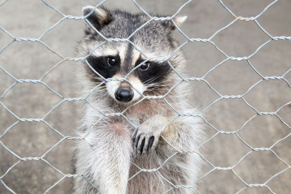 New Orleans Wildlife Removal