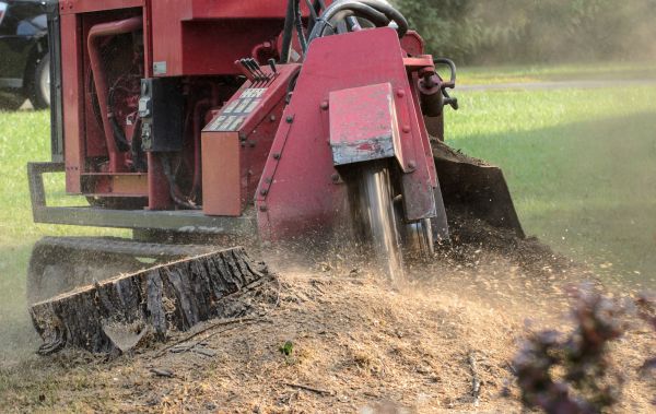 New Orleans Tree Removal